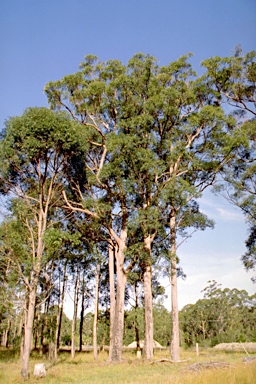 APII jpeg image of Eucalyptus resinifera subsp. hemilampra  © contact APII