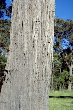 APII jpeg image of Eucalyptus williamsiana  © contact APII