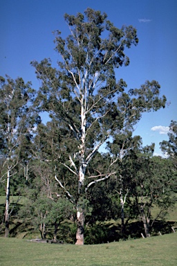 APII jpeg image of Eucalyptus dunnii  © contact APII