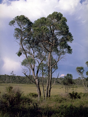 APII jpeg image of Eucalyptus ligustrina  © contact APII