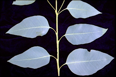 APII jpeg image of Eucalyptus tereticornis subsp. basaltica  © contact APII