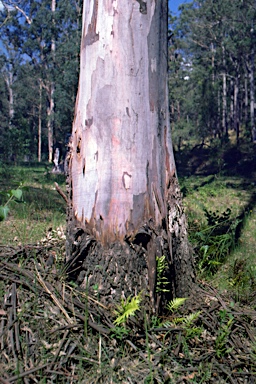 APII jpeg image of Eucalyptus saligna  © contact APII
