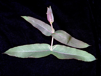APII jpeg image of Eucalyptus denticulata  © contact APII