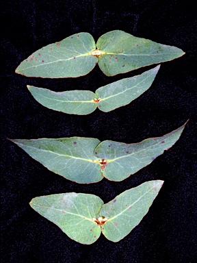 APII jpeg image of Eucalyptus croajingolensis  © contact APII