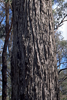 APII jpeg image of Eucalyptus mackintii  © contact APII