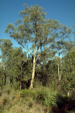 APII jpeg image of Eucalyptus consideniana  © contact APII