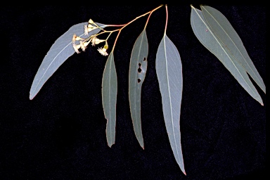 APII jpeg image of Eucalyptus polyanthemos subsp. longior  © contact APII