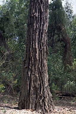 APII jpeg image of Eucalyptus tricarpa  © contact APII