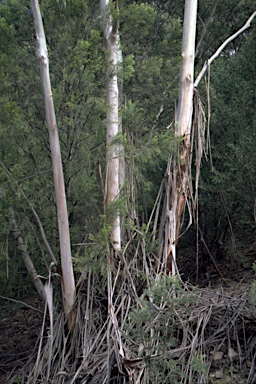APII jpeg image of Eucalyptus smithii  © contact APII
