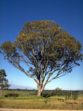 APII jpeg image of Eucalyptus tereticornis subsp. mediana  © contact APII