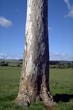 APII jpeg image of Eucalyptus tereticornis subsp. mediana  © contact APII