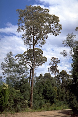 APII jpeg image of Eucalyptus polyanthemos subsp. longior  © contact APII