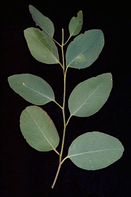 APII jpeg image of Eucalyptus bosistoana  © contact APII
