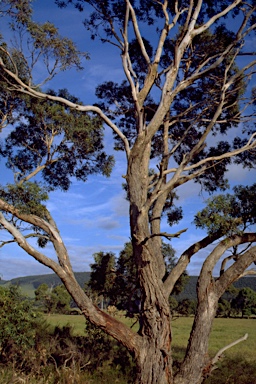APII jpeg image of Eucalyptus viminalis subsp. pryoriana  © contact APII
