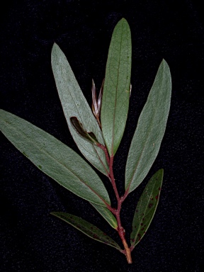 APII jpeg image of Eucalyptus kybeanensis  © contact APII