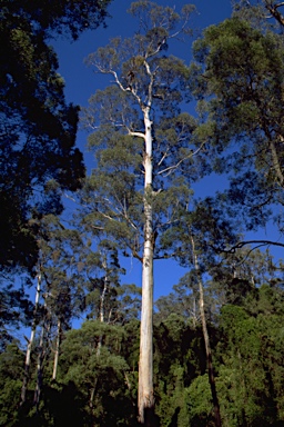 APII jpeg image of Eucalyptus globulus subsp. pseudoglobulus  © contact APII