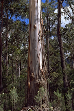 APII jpeg image of Eucalyptus globulus subsp. pseudoglobulus  © contact APII