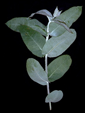 APII jpeg image of Eucalyptus globulus subsp. pseudoglobulus  © contact APII