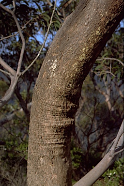 APII jpeg image of Eucalyptus willisii subsp. willisii  © contact APII