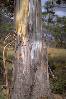 APII jpeg image of Eucalyptus pulchella  © contact APII