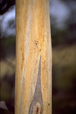 APII jpeg image of Eucalyptus pulchella  © contact APII