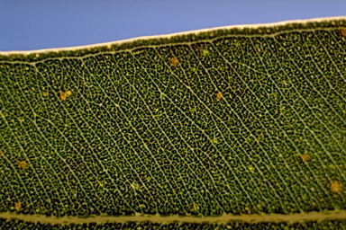 APII jpeg image of Eucalyptus botryoides  © contact APII