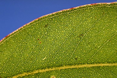 APII jpeg image of Eucalyptus rummeryi  © contact APII