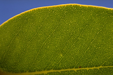 APII jpeg image of Eucalyptus gillii  © contact APII