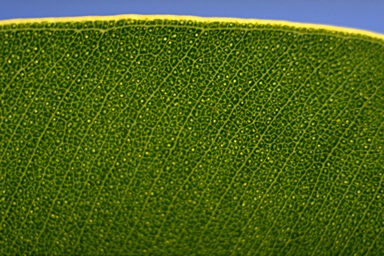 APII jpeg image of Corymbia eximia  © contact APII