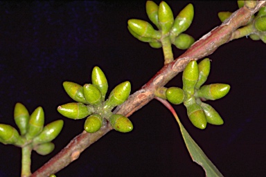 APII jpeg image of Eucalyptus pumila  © contact APII