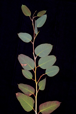 APII jpeg image of Eucalyptus delegatensis subsp. tasmaniensis  © contact APII