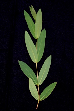APII jpeg image of Eucalyptus nitida  © contact APII