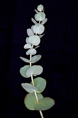APII jpeg image of Eucalyptus urnigera  © contact APII