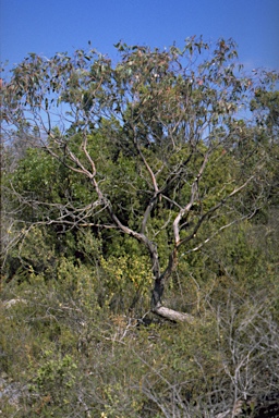 APII jpeg image of Eucalyptus arcana  © contact APII