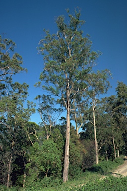 APII jpeg image of Eucalyptus canaliculata  © contact APII