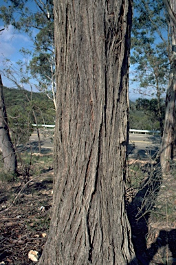 APII jpeg image of Eucalyptus eugenioides  © contact APII