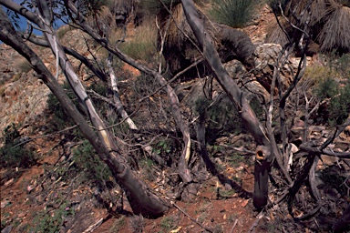 APII jpeg image of Eucalyptus flindersii  © contact APII
