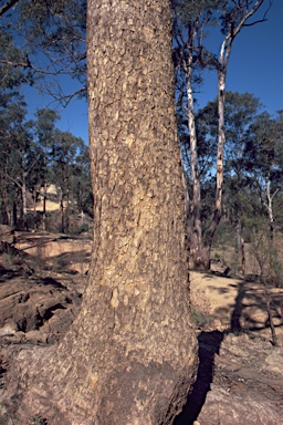 APII jpeg image of Eucalyptus eximia  © contact APII