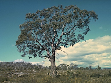 APII jpeg image of Eucalyptus gunnii  © contact APII
