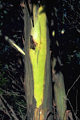 APII jpeg image of Eucalyptus johnstonii  © contact APII