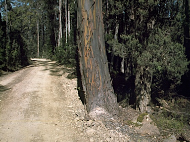 APII jpeg image of Eucalyptus johnstonii  © contact APII