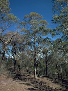 APII jpeg image of Eucalyptus kartzoffiana  © contact APII