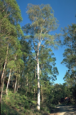 APII jpeg image of Eucalyptus largeana  © contact APII