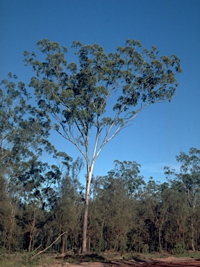 APII jpeg image of Eucalyptus moluccana  © contact APII