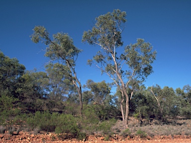 APII jpeg image of Eucalyptus morrisii  © contact APII