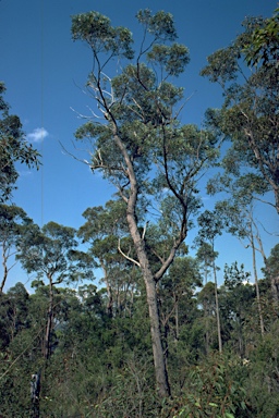 APII jpeg image of Eucalyptus oblonga  © contact APII