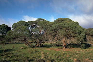 APII jpeg image of Eucalyptus parvula  © contact APII