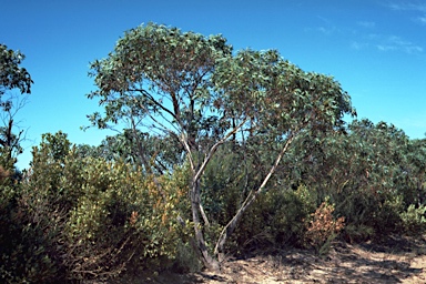 APII jpeg image of Eucalyptus remota  © contact APII