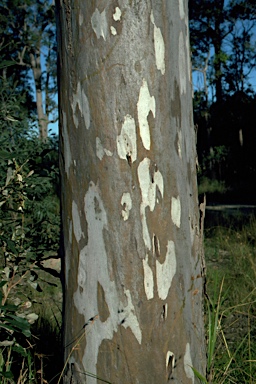APII jpeg image of Eucalyptus tereticornis subsp. tereticornis  © contact APII