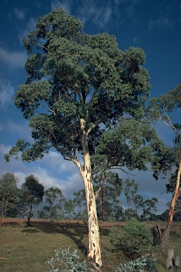 APII jpeg image of Eucalyptus mannifera subsp. praecox  © contact APII